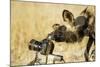 Wild Dog and Remote Camera, Moremi Game Reserve, Botswana-Paul Souders-Mounted Photographic Print