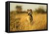 Wild Dog at Dawn, Moremi Game Reserve, Botswana-Paul Souders-Framed Stretched Canvas