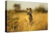 Wild Dog at Dawn, Moremi Game Reserve, Botswana-Paul Souders-Stretched Canvas