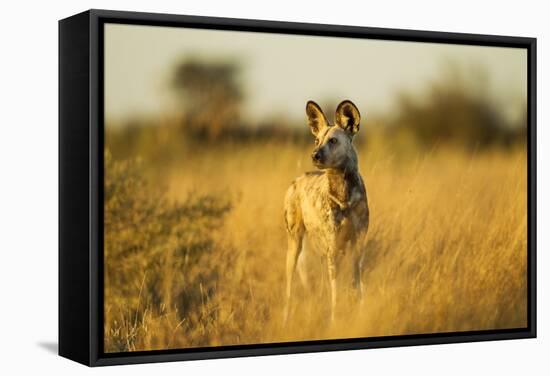 Wild Dog at Dawn, Moremi Game Reserve, Botswana-Paul Souders-Framed Stretched Canvas