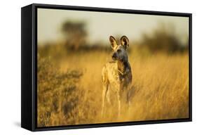 Wild Dog at Dawn, Moremi Game Reserve, Botswana-Paul Souders-Framed Stretched Canvas