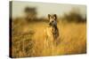Wild Dog at Dawn, Moremi Game Reserve, Botswana-Paul Souders-Stretched Canvas