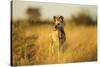 Wild Dog at Dawn, Moremi Game Reserve, Botswana-Paul Souders-Stretched Canvas