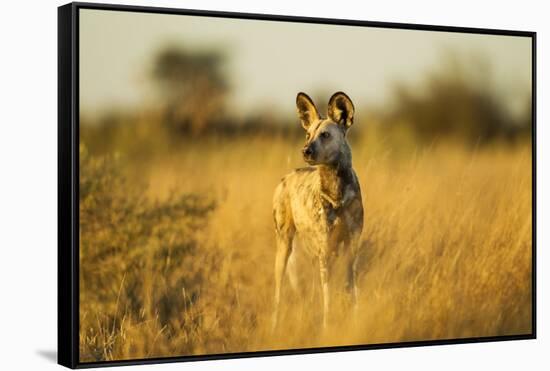 Wild Dog at Dawn, Moremi Game Reserve, Botswana-Paul Souders-Framed Stretched Canvas