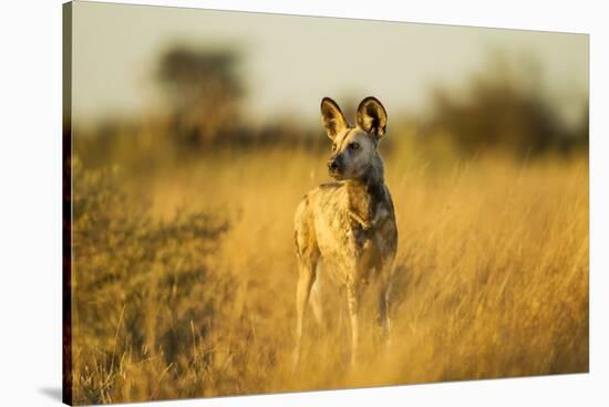 Wild Dog at Dawn, Moremi Game Reserve, Botswana-Paul Souders-Stretched Canvas