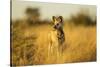 Wild Dog at Dawn, Moremi Game Reserve, Botswana-Paul Souders-Stretched Canvas