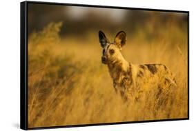 Wild Dog at Dawn, Moremi Game Reserve, Botswana-Paul Souders-Framed Stretched Canvas