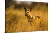 Wild Dog at Dawn, Moremi Game Reserve, Botswana-Paul Souders-Stretched Canvas