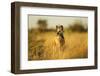 Wild Dog at Dawn, Moremi Game Reserve, Botswana-Paul Souders-Framed Premium Photographic Print