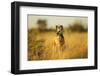 Wild Dog at Dawn, Moremi Game Reserve, Botswana-Paul Souders-Framed Premium Photographic Print