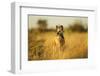 Wild Dog at Dawn, Moremi Game Reserve, Botswana-Paul Souders-Framed Premium Photographic Print