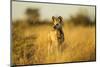 Wild Dog at Dawn, Moremi Game Reserve, Botswana-Paul Souders-Mounted Premium Photographic Print