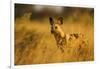 Wild Dog at Dawn, Moremi Game Reserve, Botswana-Paul Souders-Framed Photographic Print