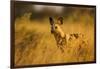 Wild Dog at Dawn, Moremi Game Reserve, Botswana-Paul Souders-Framed Photographic Print