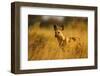 Wild Dog at Dawn, Moremi Game Reserve, Botswana-Paul Souders-Framed Photographic Print