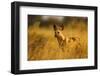 Wild Dog at Dawn, Moremi Game Reserve, Botswana-Paul Souders-Framed Photographic Print