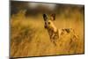 Wild Dog at Dawn, Moremi Game Reserve, Botswana-Paul Souders-Mounted Photographic Print