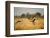 Wild Dog at Dawn, Moremi Game Reserve, Botswana-Paul Souders-Framed Photographic Print