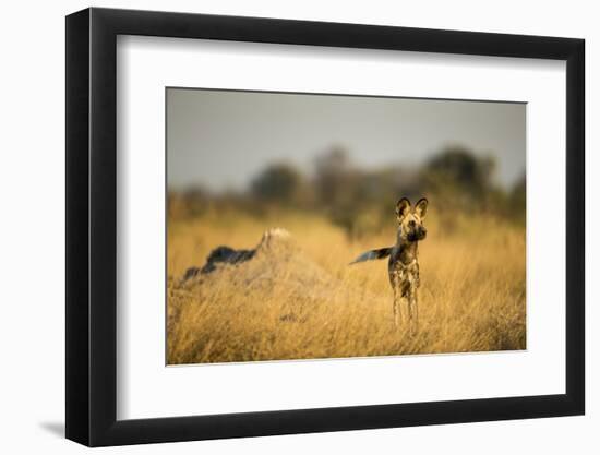 Wild Dog at Dawn, Moremi Game Reserve, Botswana-Paul Souders-Framed Photographic Print