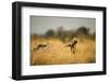 Wild Dog at Dawn, Moremi Game Reserve, Botswana-Paul Souders-Framed Photographic Print