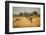 Wild Dog at Dawn, Moremi Game Reserve, Botswana-Paul Souders-Framed Photographic Print