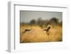 Wild Dog at Dawn, Moremi Game Reserve, Botswana-Paul Souders-Framed Photographic Print