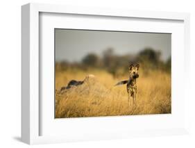 Wild Dog at Dawn, Moremi Game Reserve, Botswana-Paul Souders-Framed Photographic Print