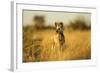 Wild Dog at Dawn, Moremi Game Reserve, Botswana-Paul Souders-Framed Photographic Print