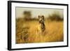 Wild Dog at Dawn, Moremi Game Reserve, Botswana-Paul Souders-Framed Photographic Print