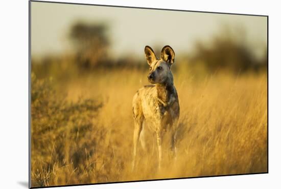 Wild Dog at Dawn, Moremi Game Reserve, Botswana-Paul Souders-Mounted Photographic Print