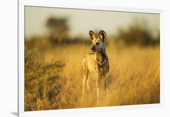 Wild Dog at Dawn, Moremi Game Reserve, Botswana-Paul Souders-Framed Photographic Print