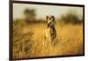 Wild Dog at Dawn, Moremi Game Reserve, Botswana-Paul Souders-Framed Photographic Print