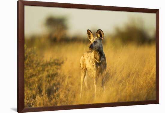 Wild Dog at Dawn, Moremi Game Reserve, Botswana-Paul Souders-Framed Photographic Print