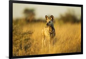 Wild Dog at Dawn, Moremi Game Reserve, Botswana-Paul Souders-Framed Photographic Print