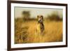 Wild Dog at Dawn, Moremi Game Reserve, Botswana-Paul Souders-Framed Photographic Print