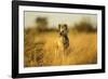 Wild Dog at Dawn, Moremi Game Reserve, Botswana-Paul Souders-Framed Photographic Print