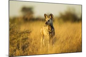 Wild Dog at Dawn, Moremi Game Reserve, Botswana-Paul Souders-Mounted Photographic Print
