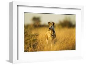 Wild Dog at Dawn, Moremi Game Reserve, Botswana-Paul Souders-Framed Photographic Print