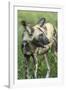 Wild Dog, Kruger National Park, South Africa-Paul Souders-Framed Photographic Print