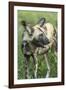 Wild Dog, Kruger National Park, South Africa-Paul Souders-Framed Photographic Print