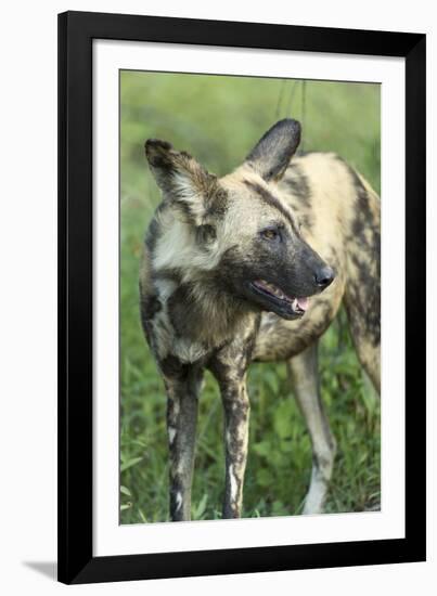 Wild Dog, Kruger National Park, South Africa-Paul Souders-Framed Photographic Print