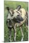 Wild Dog, Kruger National Park, South Africa-Paul Souders-Mounted Photographic Print