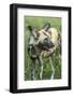 Wild Dog, Kruger National Park, South Africa-Paul Souders-Framed Photographic Print