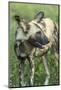 Wild Dog, Kruger National Park, South Africa-Paul Souders-Mounted Photographic Print