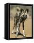 Wild Dog (Lycaon Pictus) in Captivity, Namibia, Africa-Steve & Ann Toon-Framed Stretched Canvas