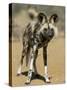 Wild Dog (Lycaon Pictus) in Captivity, Namibia, Africa-Steve & Ann Toon-Stretched Canvas
