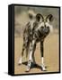 Wild Dog (Lycaon Pictus) in Captivity, Namibia, Africa-Steve & Ann Toon-Framed Stretched Canvas
