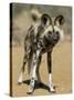 Wild Dog (Lycaon Pictus) in Captivity, Namibia, Africa-Steve & Ann Toon-Stretched Canvas