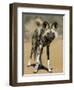 Wild Dog (Lycaon Pictus) in Captivity, Namibia, Africa-Steve & Ann Toon-Framed Photographic Print