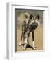 Wild Dog (Lycaon Pictus) in Captivity, Namibia, Africa-Steve & Ann Toon-Framed Photographic Print